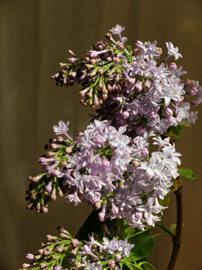 Ikebana Vase